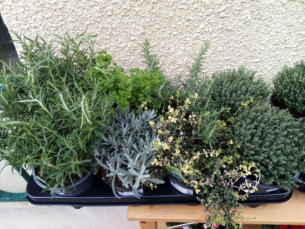 La-Palette-des-Couleurs-Fleuristes-à-Portiragnes-plantes
