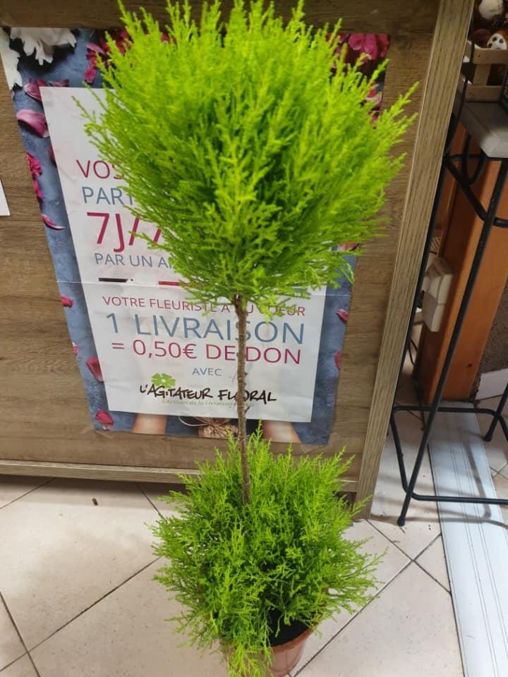 La-Palette-des-Couleurs-plante