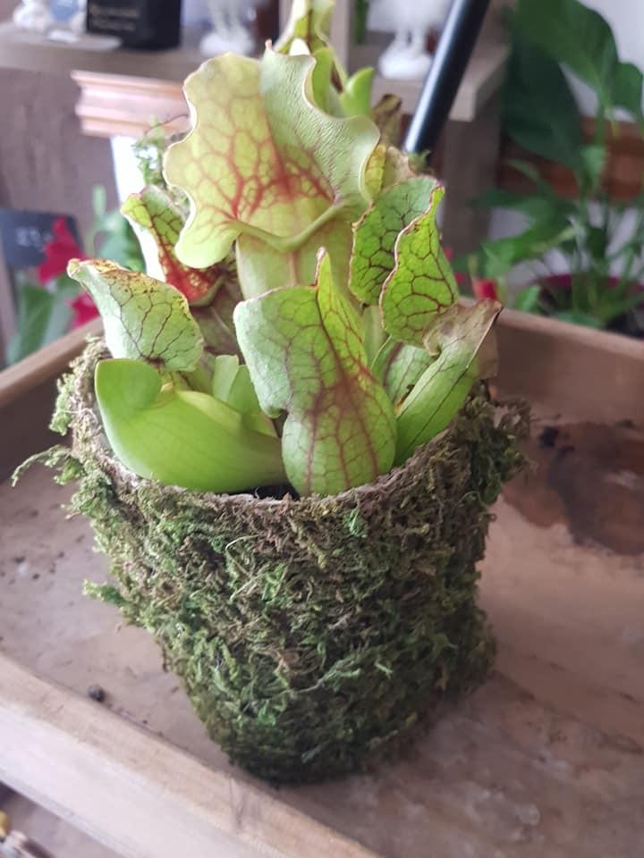 La-Palette-des-Couleurs-Fleuriste-plante