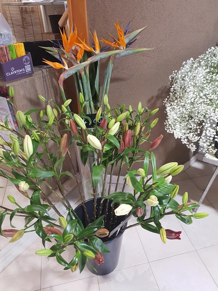 La-Palette-des-Couleurs-Fleuristes-à-Portiragnes-plante